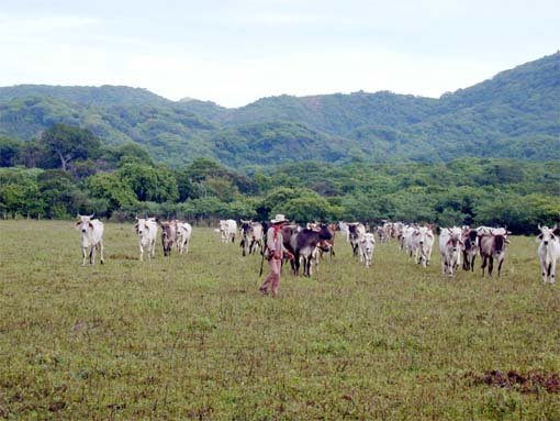 Campo  2